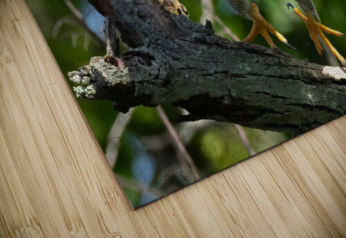 DSC02013 Edit 5 Razak Photography puzzle