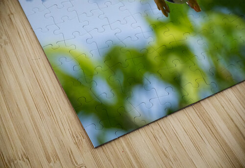 DSC02027 Edit 6 Razak Photography puzzle