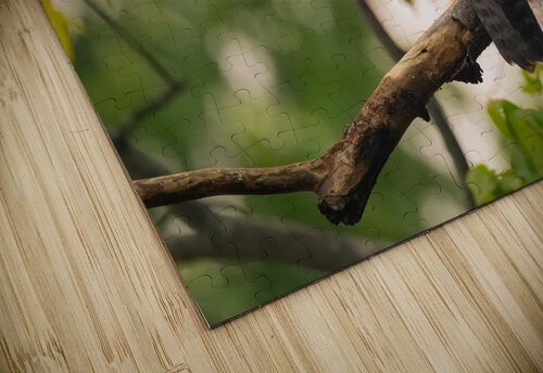 DSC09133 Edit 2 Razak Photography puzzle