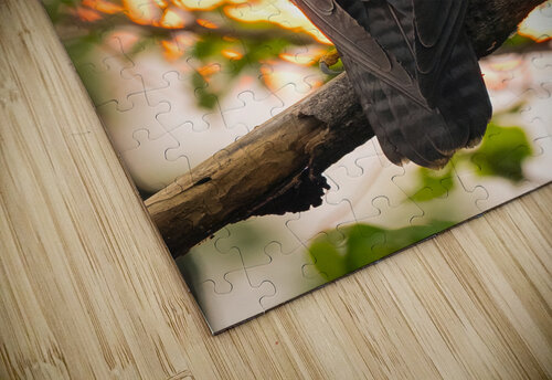 DSC09133 Edit 3 Razak Photography puzzle