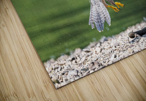 Playful Falcon Razak Photography puzzle