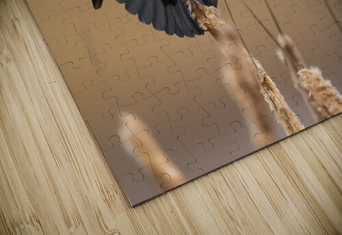 A66I1637 Edit 2 Razak Photography puzzle
