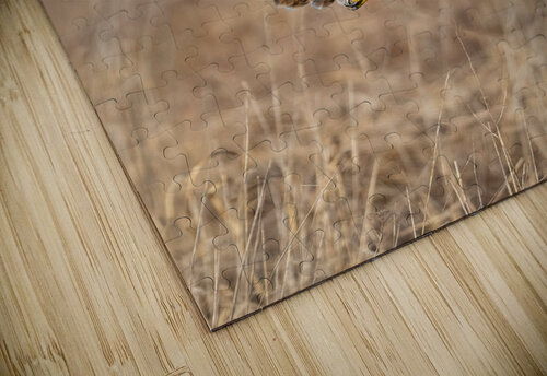 A66I5582 Edit 4 Razak Photography puzzle