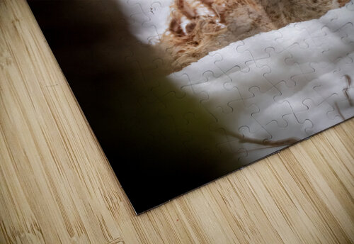 DSC08906 Edit 4 Razak Photography puzzle