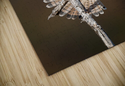 DSC00507 Edit 3 Razak Photography puzzle