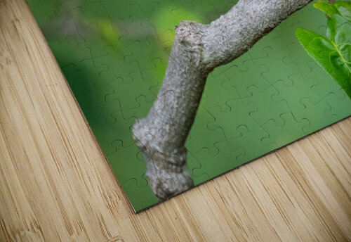 DSC03301 Edit 2 Razak Photography puzzle