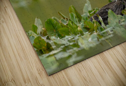 DSC04361 Edit Razak Photography puzzle