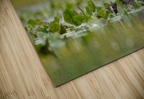 DSC03965 Edit Razak Photography puzzle