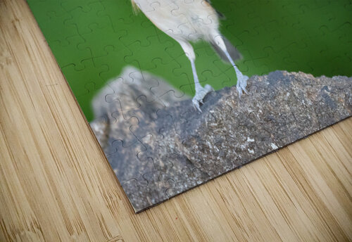 DSC05708 Edit Razak Photography puzzle