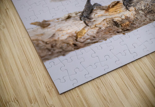 DSC00069 Edit 4 Razak Photography puzzle