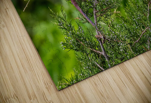 DSC07780 Edit Razak Photography puzzle