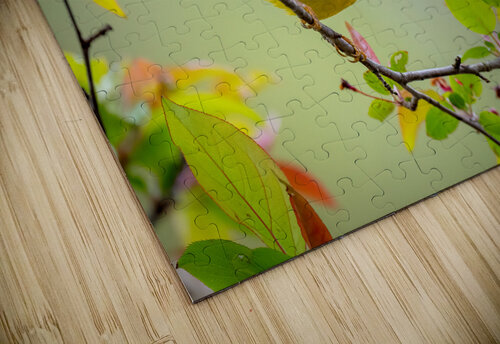 DSC09840 Edit 2 Razak Photography puzzle