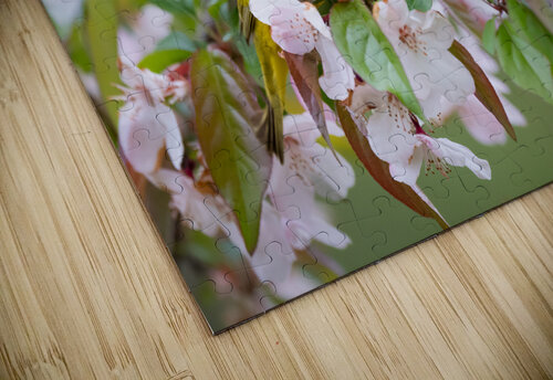 DSC00108 Edit Razak Photography puzzle