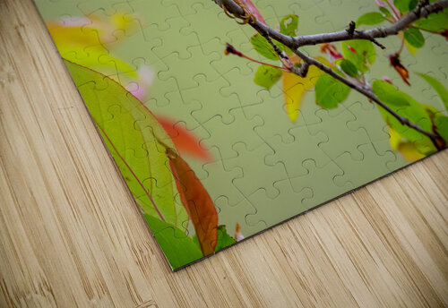 DSC09836 Edit Razak Photography puzzle