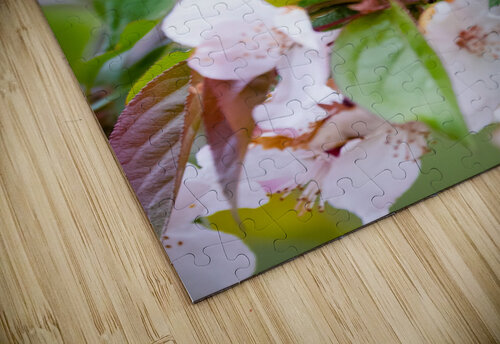 DSC00088 Edit 4 Razak Photography puzzle