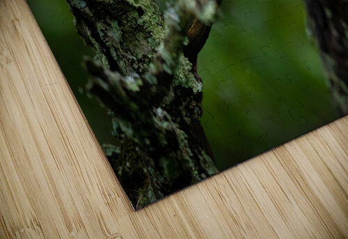 DSC01498 Edit Razak Photography puzzle