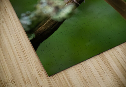 DSC01299 Edit 6 Razak Photography puzzle