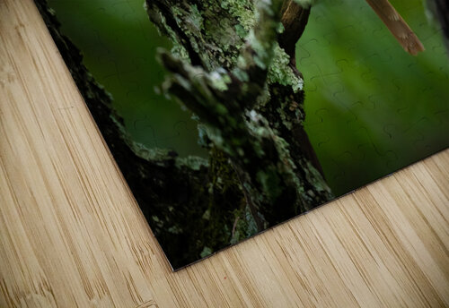 DSC01309 Edit 2 Razak Photography puzzle