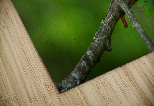 DSC09930 Edit 2 Razak Photography puzzle