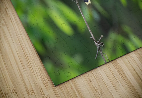 DSC08745 Edit Razak Photography puzzle