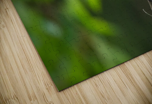 DSC08781 Edit 2 Razak Photography puzzle