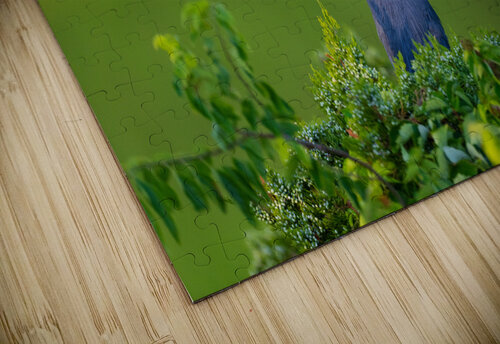 DSC06093 Edit 2 Razak Photography puzzle
