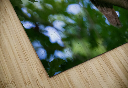 DSC09435 Edit 2 Razak Photography puzzle