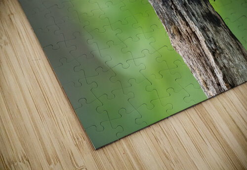 DSC01587 Edit 2 Razak Photography puzzle