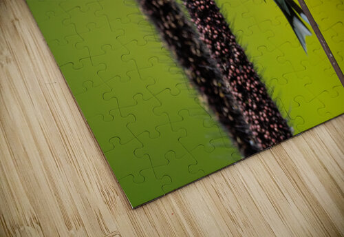 DSC03881 Edit Razak Photography puzzle