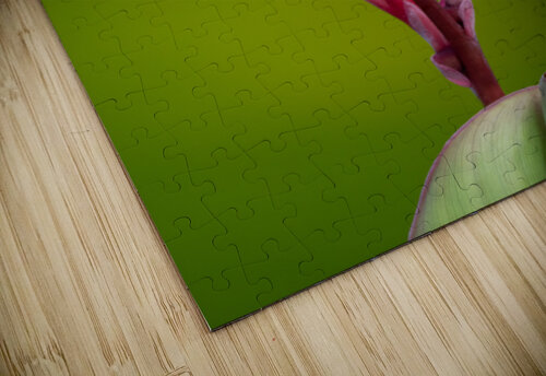 DSC04452 Edit Razak Photography puzzle