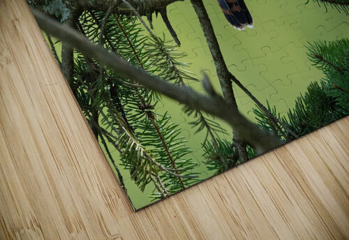 DSC02798 Edit 2 Razak Photography puzzle