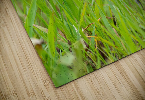 DSC02350 Edit Razak Photography puzzle