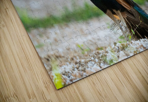 DSC03251 Edit Razak Photography puzzle
