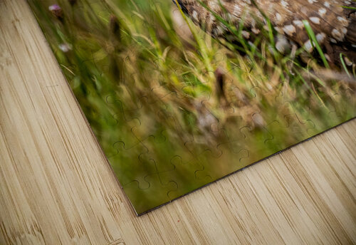 DSC06241 Edit Razak Photography puzzle