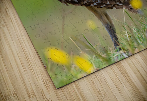DSC06002 Edit 2 Razak Photography puzzle