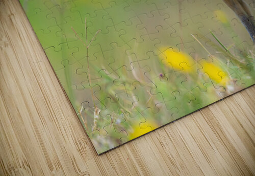 DSC06001 Edit Razak Photography puzzle