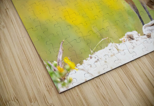 DSC05527 Edit 2 Razak Photography puzzle