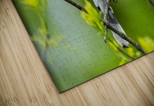 DSC00777 Edit Razak Photography puzzle