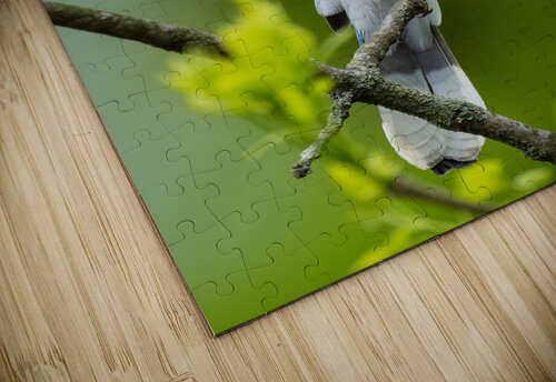 DSC00777 Edit 2 Razak Photography puzzle