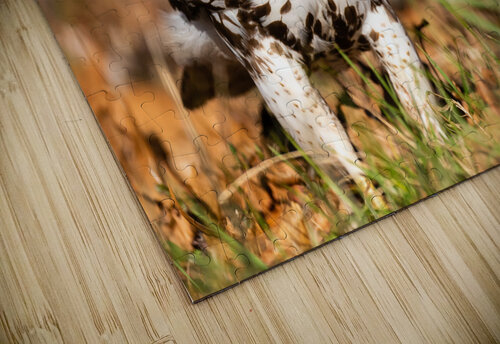 DSC09097 Edit 2 Razak Photography puzzle