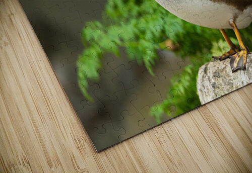 AC3Y3931 Edit 2 Razak Photography puzzle