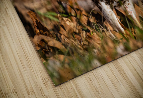 DSC08849 Edit 2 Razak Photography puzzle