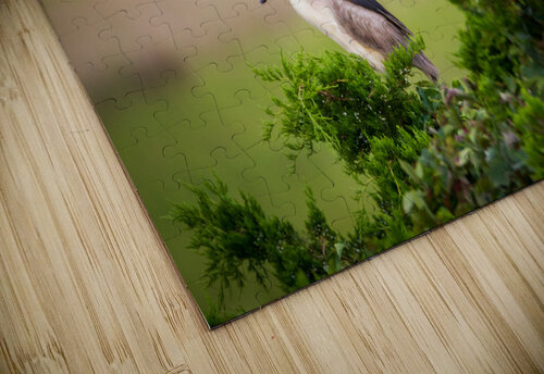  MG 2627 Razak Photography puzzle