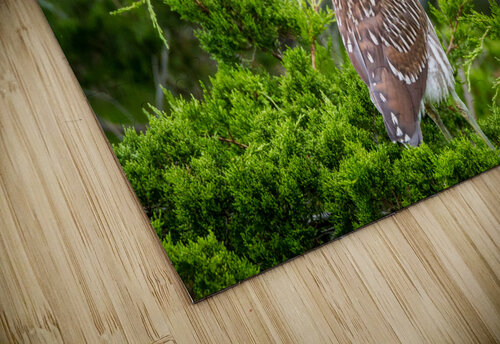  MG 2698 Razak Photography puzzle