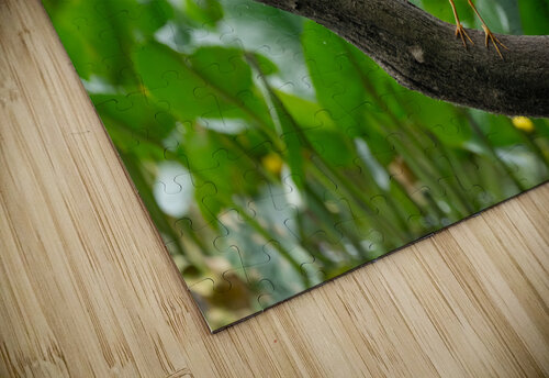 DSC00156 Edit Razak Photography puzzle