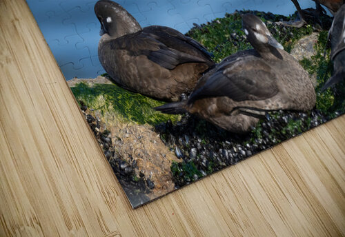 DSC04415 Edit 2 Razak Photography puzzle