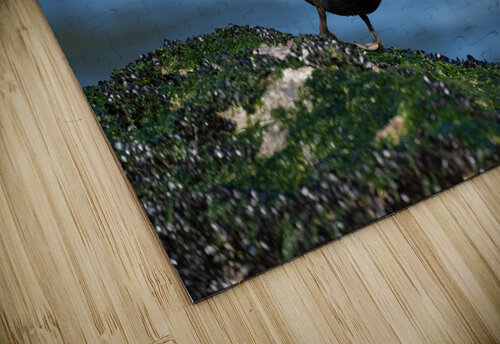 DSC05117 Edit Razak Photography puzzle