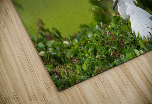 DSC03427 Edit 2 Razak Photography puzzle