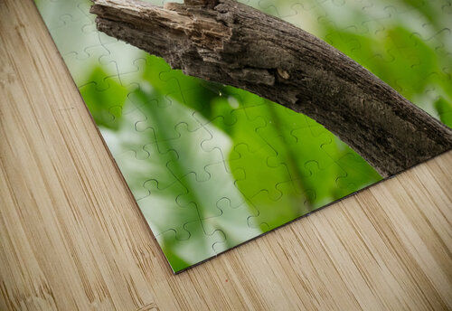 DSC01942 Edit 2 Razak Photography puzzle