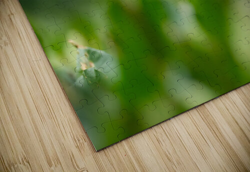 DSC05997 Edit Razak Photography puzzle